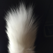 Анальные пробки