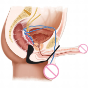 Массажеры простаты