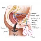 Анальный вибратор, 10 режимов photo 6