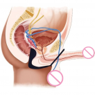 Массажер простаты с кольцом photo 1