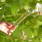 Cтеклянный фаллоимитатор photo 2