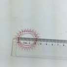 Силиконовая насадка на пенис с шипами photo 4